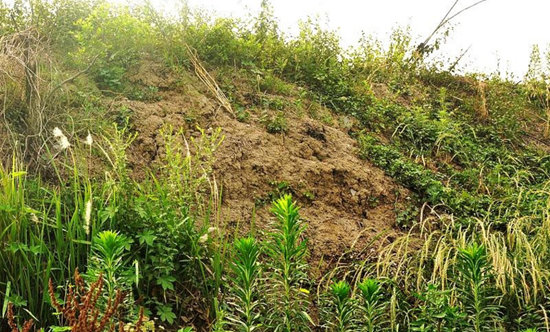 1218474324634ebf080285.png 城墻.png