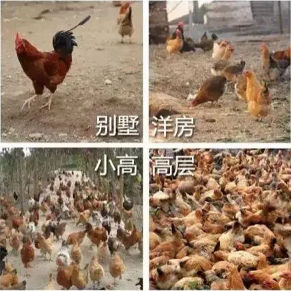 2909261392dc4944985878.jpg 6005.jpg